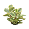 PEPERONIA VARIEGADA (2)