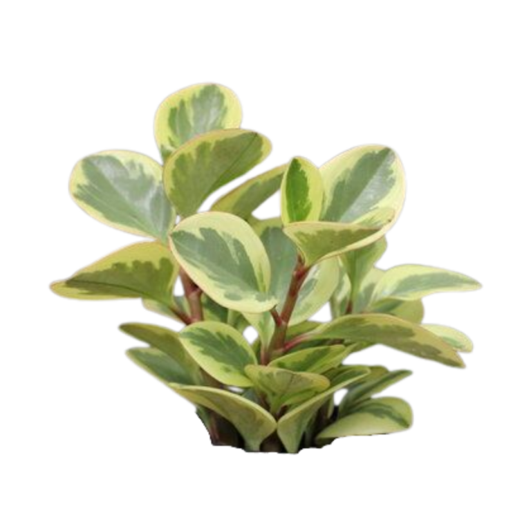 PEPERONIA VARIEGADA