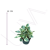 PEPERONIA VARIEGADA (3)