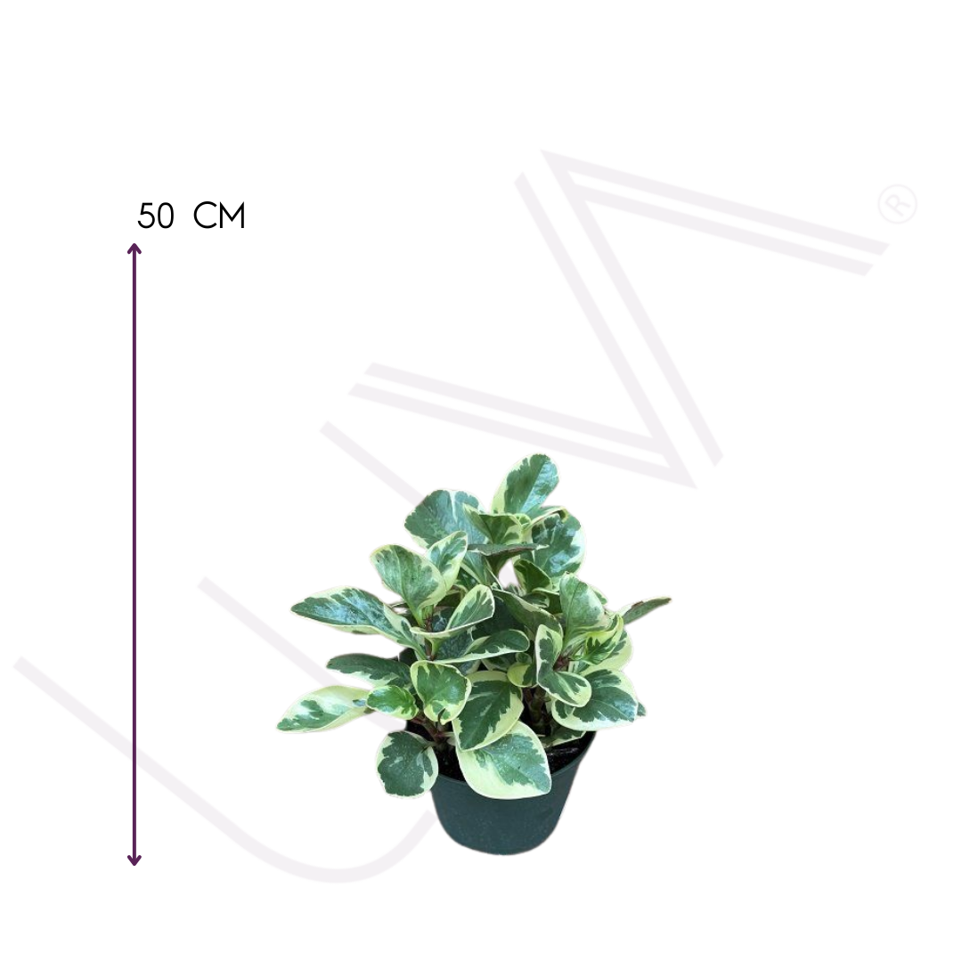 PEPERONIA VARIEGADA (3)