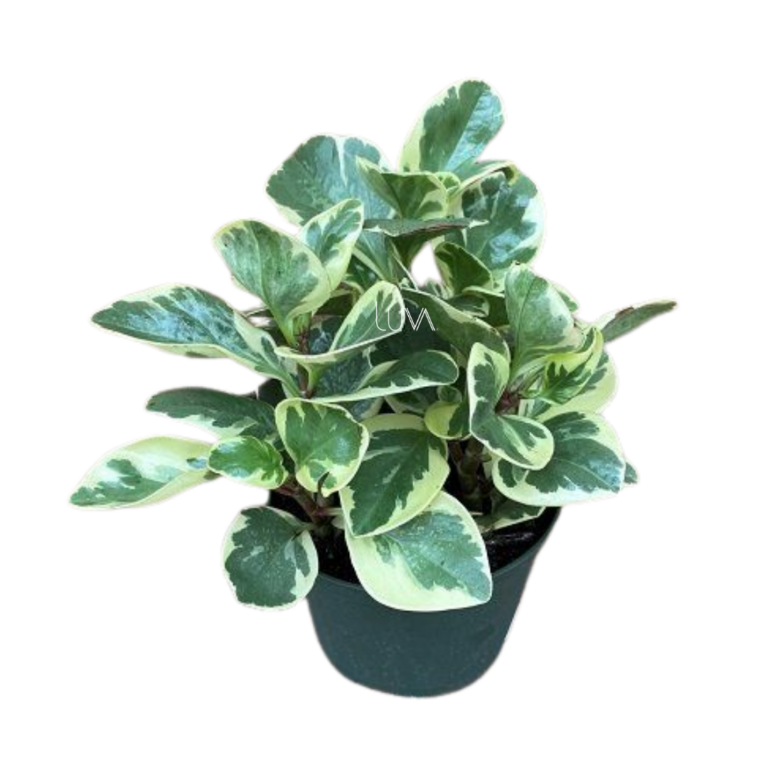 PEPERONIA VARIEGADA