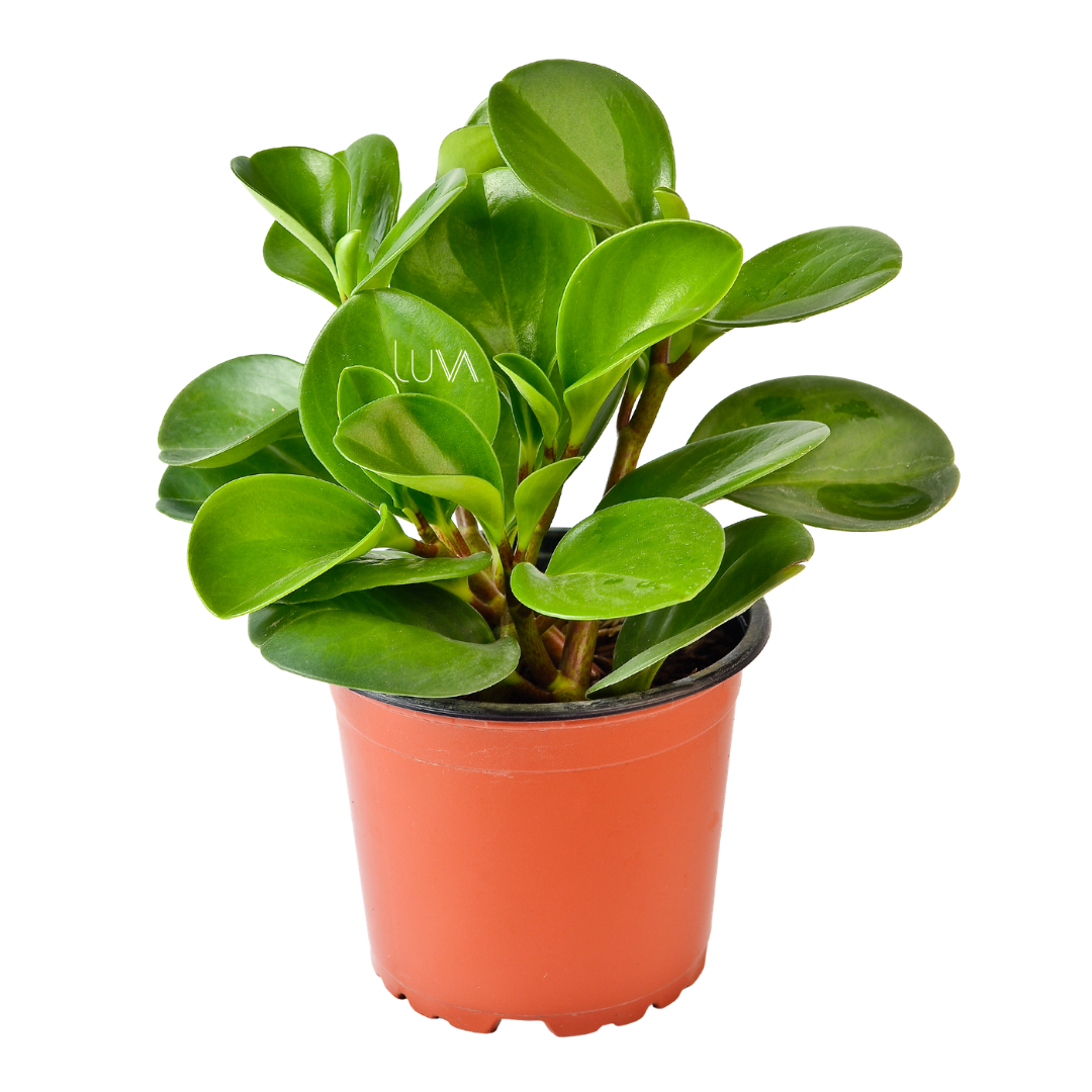 PEPERONIA VERDE 1