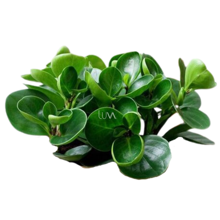 PEPERONIA VERDE 1