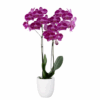 MATISSE (4)