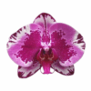 MATISSE (5)