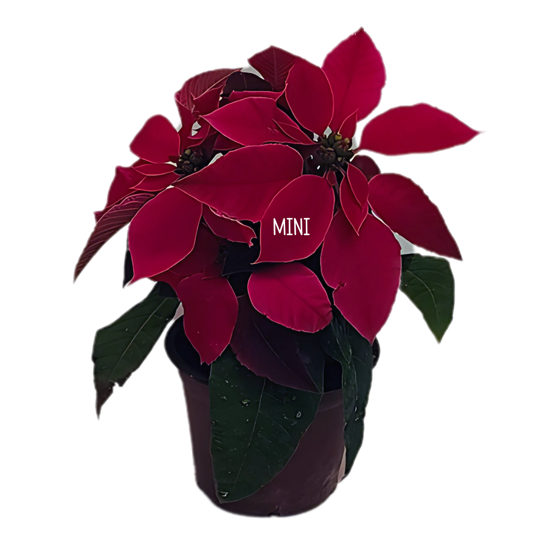 MINI FUCSIA 2