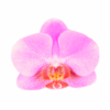 BEAUTY (2)