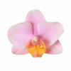 BEAUTY (4)