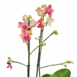 FLAMBOYANE (3)
