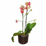 FLAMBOYANE (4)