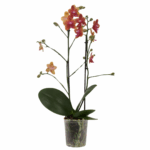 FLAMBOYANE (6)