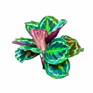 ALOCACIAS Y PEPERONIAS