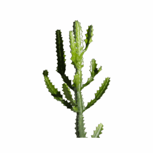 CACTÁCEAS Y SUCULENTAS