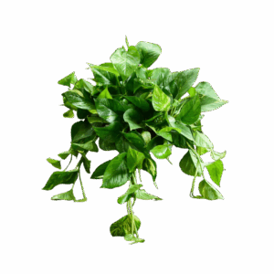 COLGANTES Y CUBRESUELOS