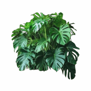 FILODENDROS Y DRACENAS