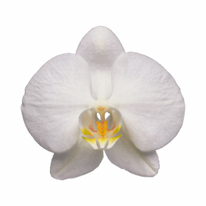 ORQUIDEAS