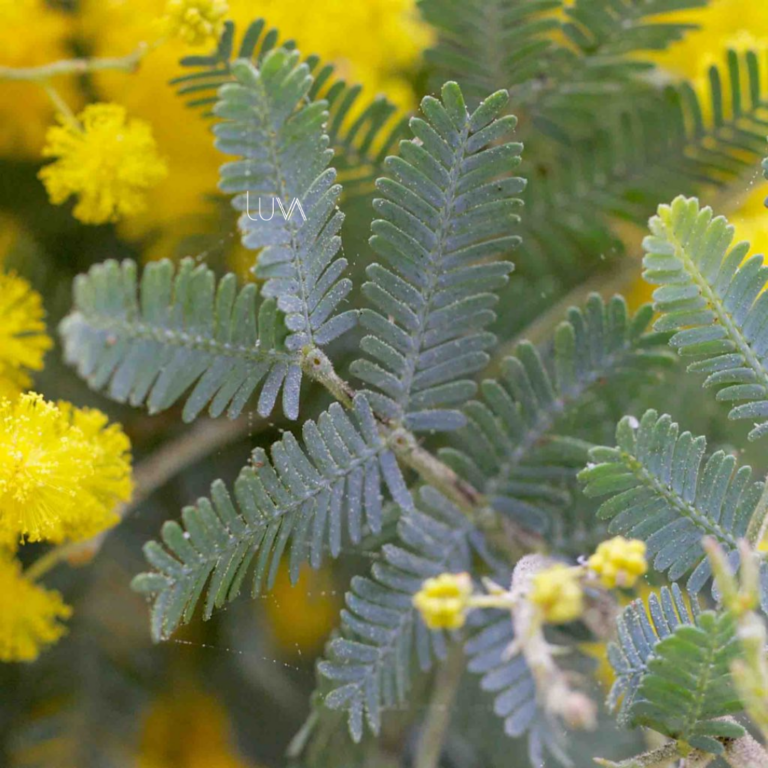 ACACIA GRIS