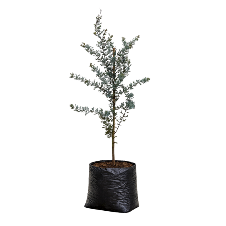 ACACIA GRIS