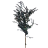 ACACIA MORADA (2)