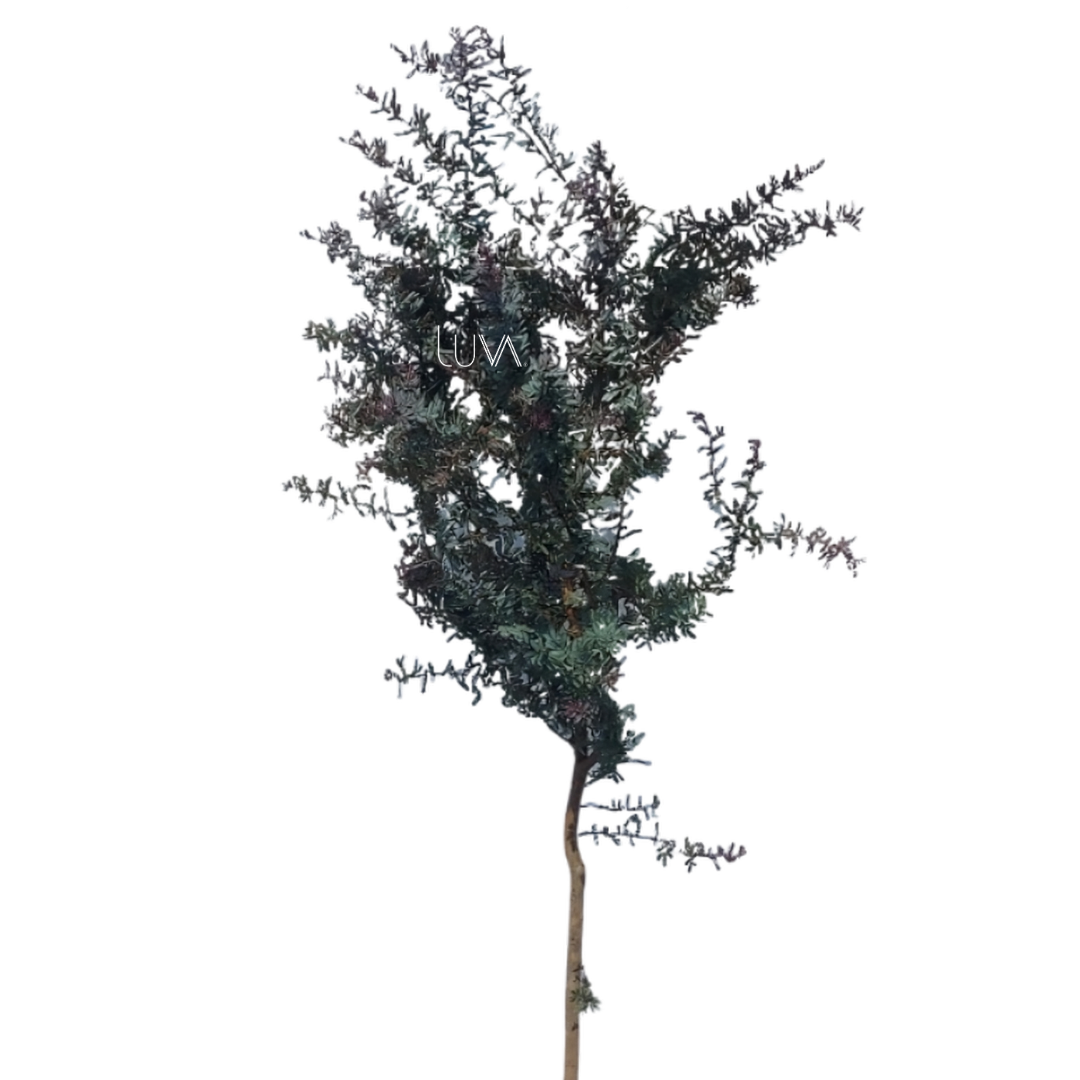 ACACIA MORADA (2)