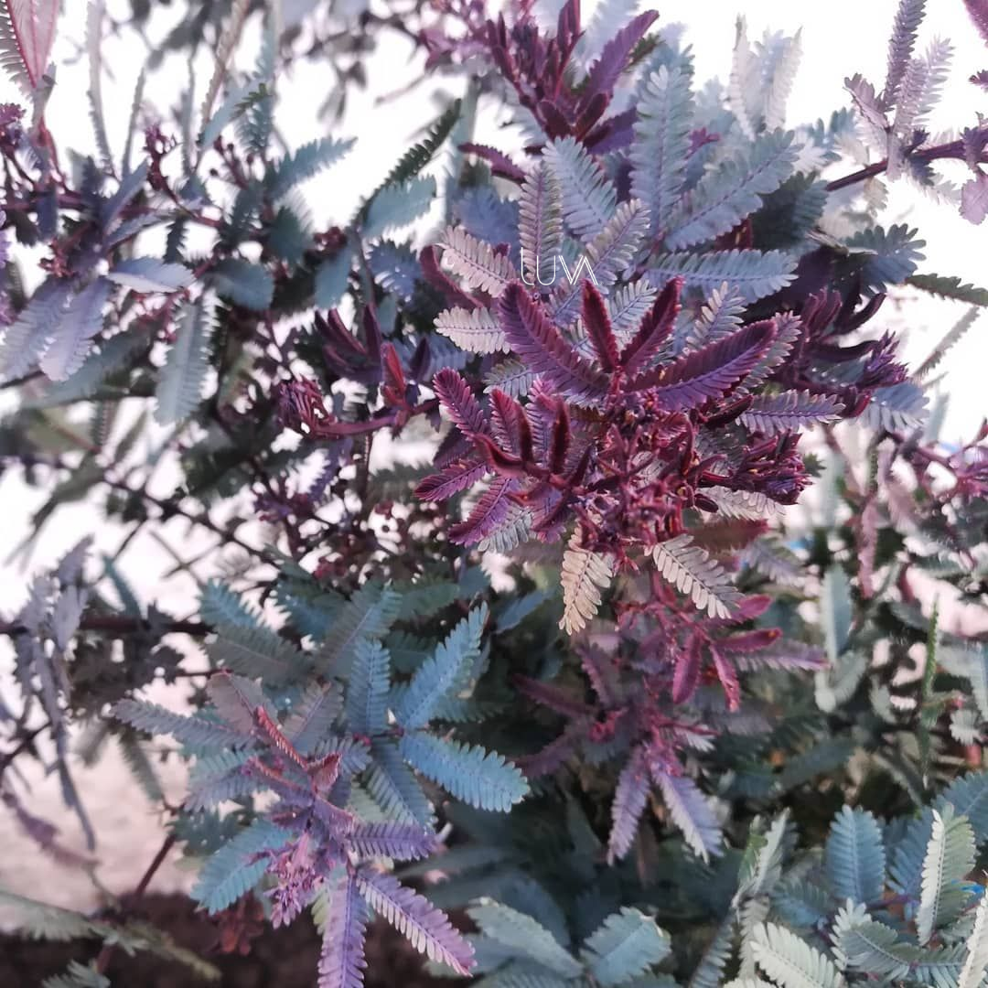 ACACIA MORADA (3)