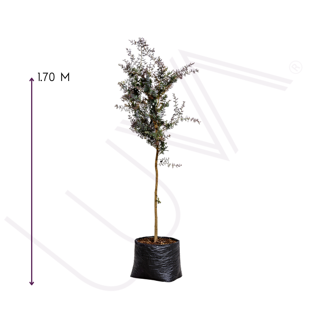 ACACIA MORADA (4)