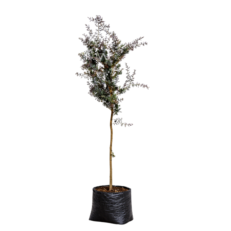 ACACIA MORADA