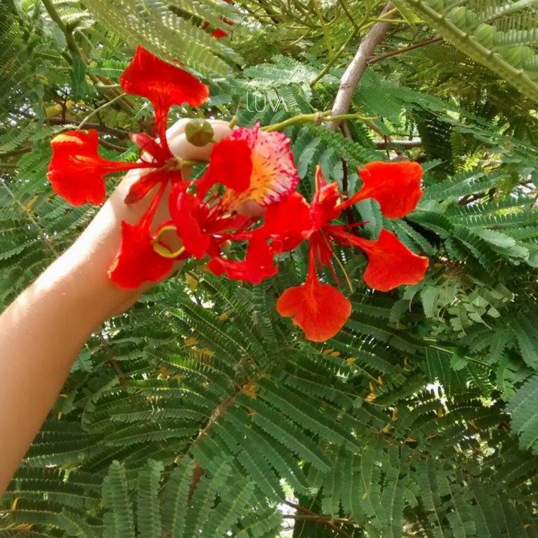 ACACIA ROJA (5)