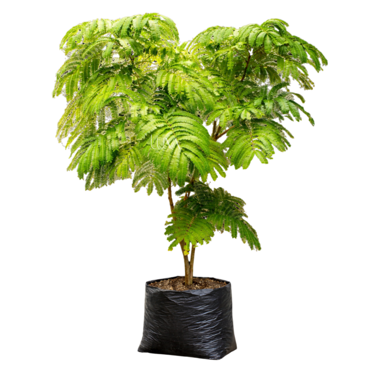 ACACIA ROJA (5)