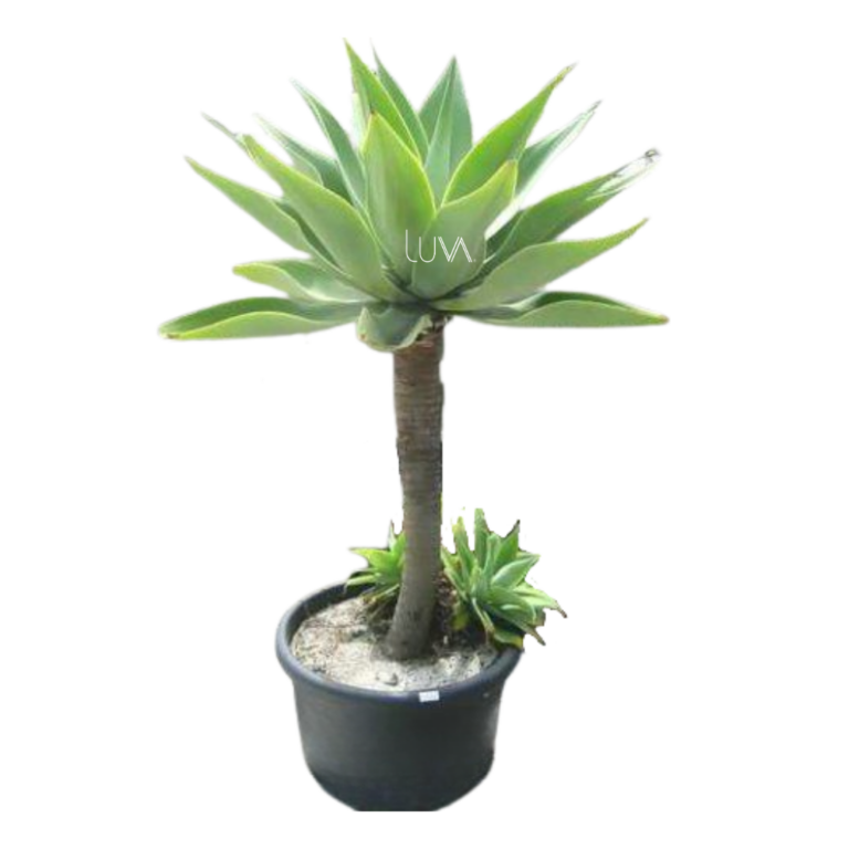 AGAVE ATENUATA (3)