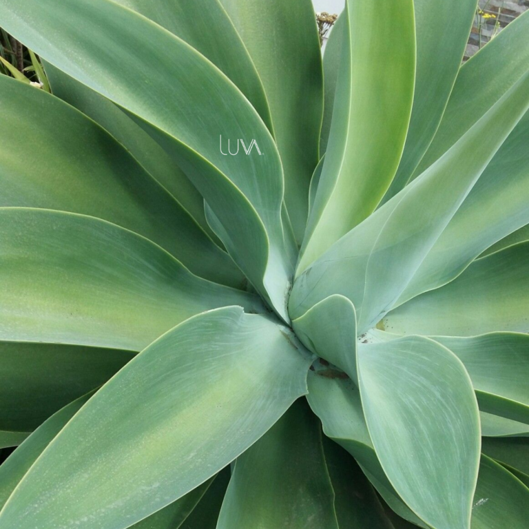AGAVE ATENUATA (3)
