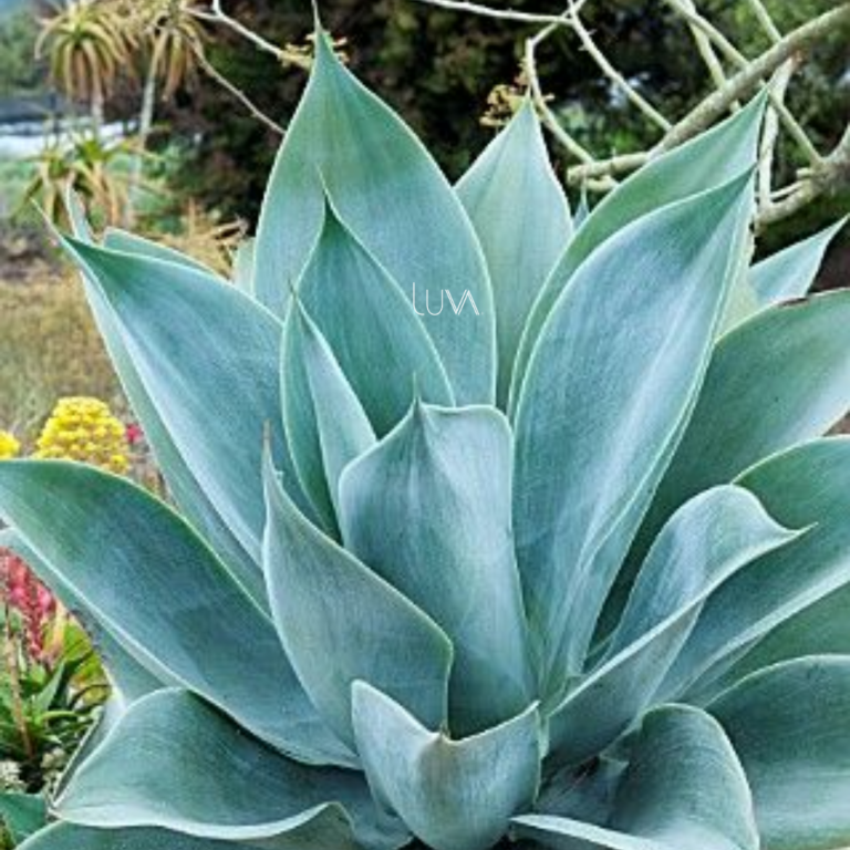 AGAVE CIMARRON