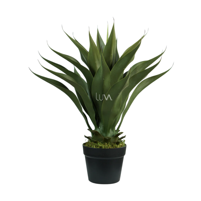 AGAVE CIMARRON
