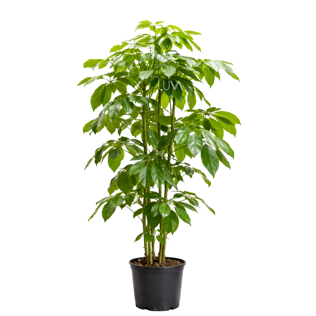 ARALEA SCHEFFLERA (2)