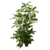 ARALEA SCHEFFLERA (3)
