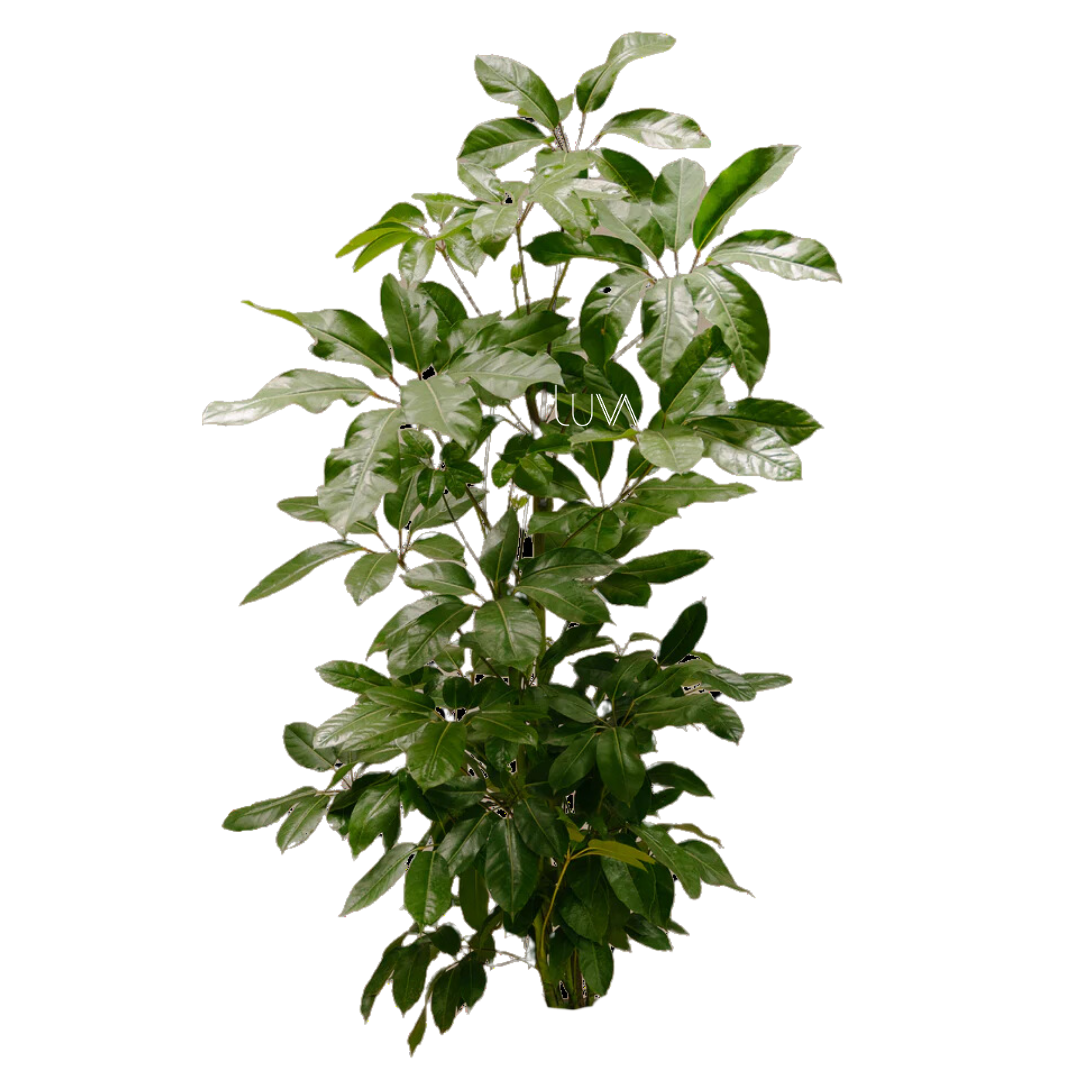 ARALEA SCHEFFLERA (3)
