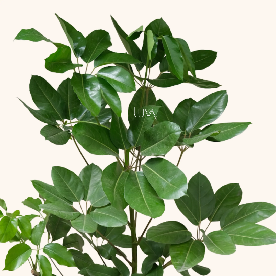 ARALEA SCHEFFLERA (4)