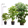 ARALEA SCHEFFLERA (5)