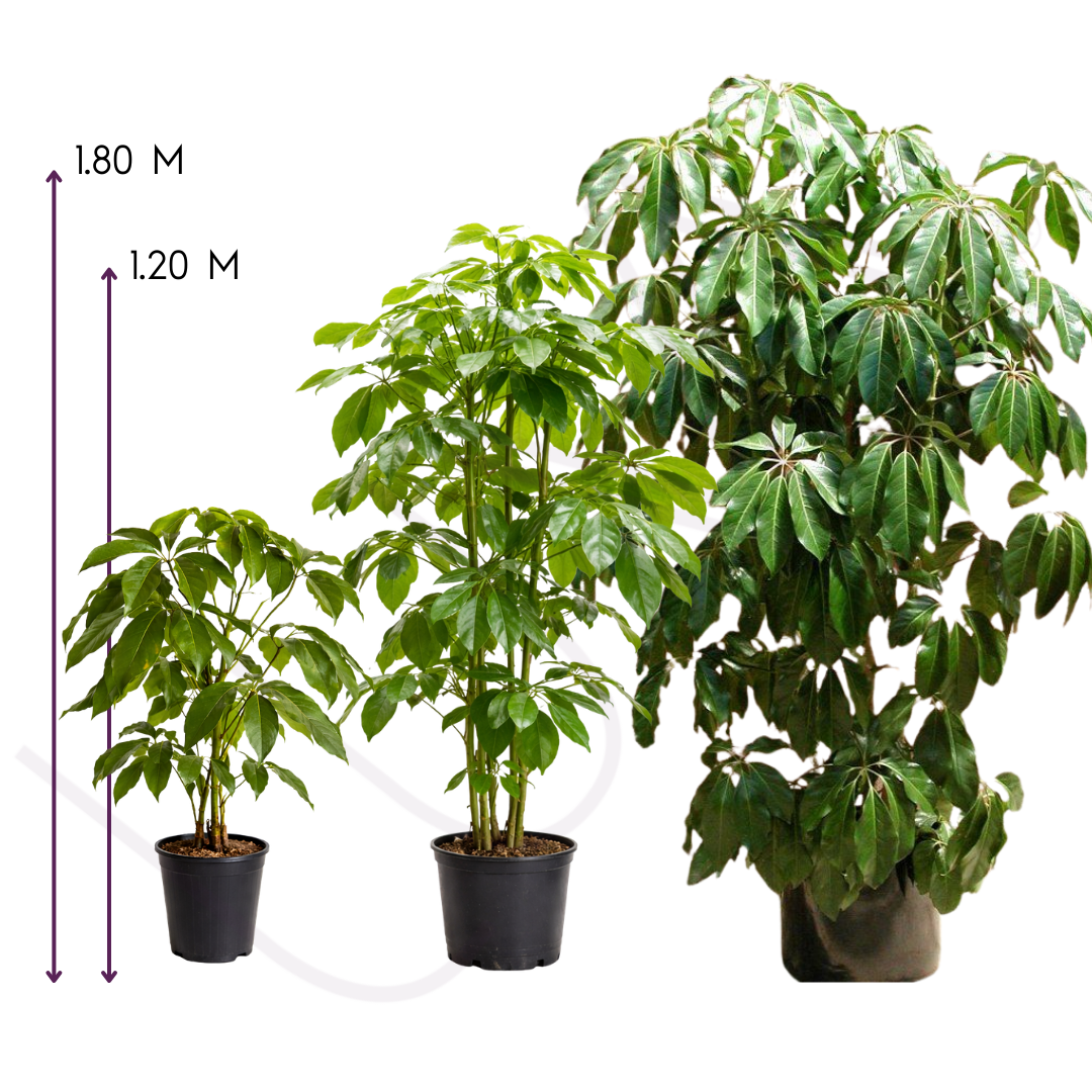 ARALEA SCHEFFLERA (5)