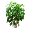 ARALEA SCHEFFLERA (7)