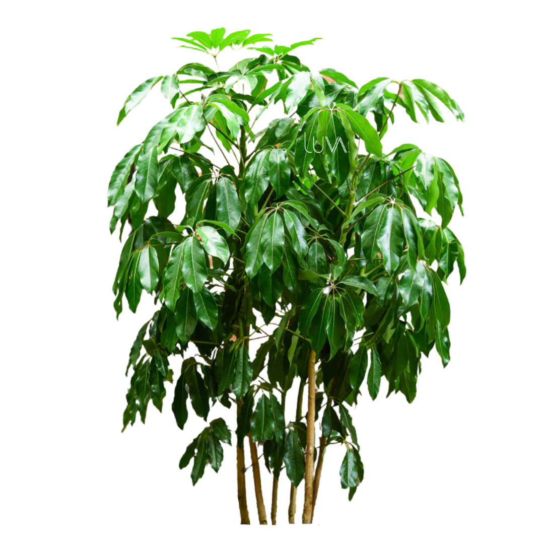 ARALEA SCHEFFLERA (7)