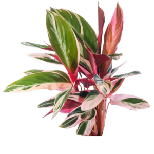 ALOCACIAS, CALATHEAS Y PEPERONIAS