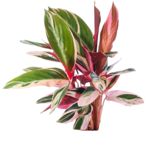 ALOCACIAS, CALATHEAS Y PEPERONIAS