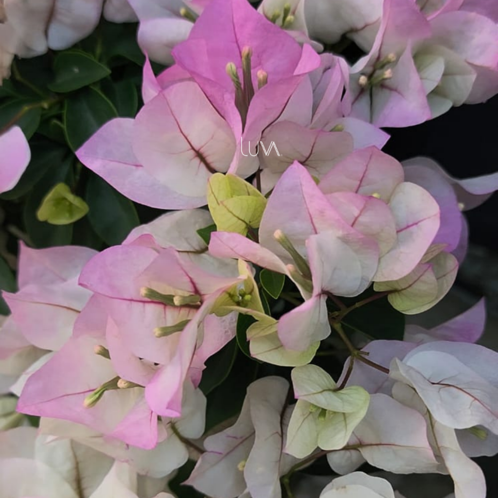 Blanca