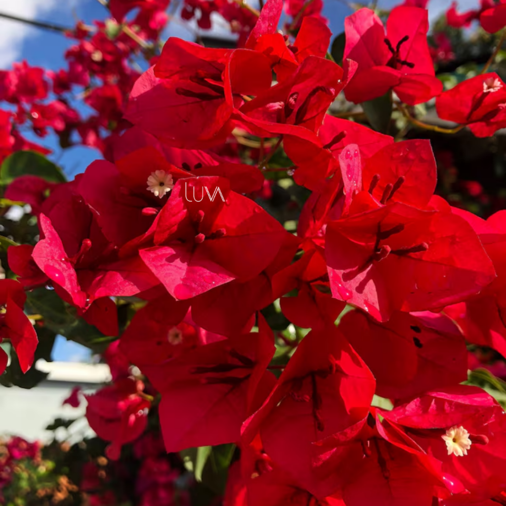 Roja