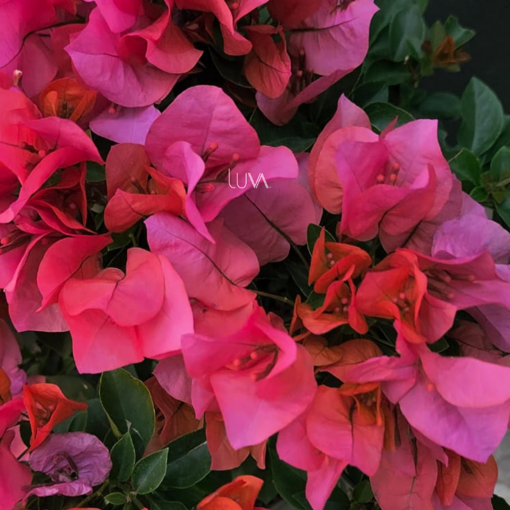 Rosa