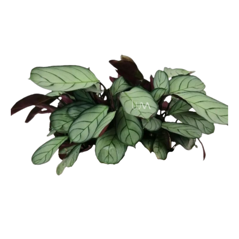 CALATHEA CTENANTHE