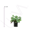 CALATHEA CTENANTHE (3)
