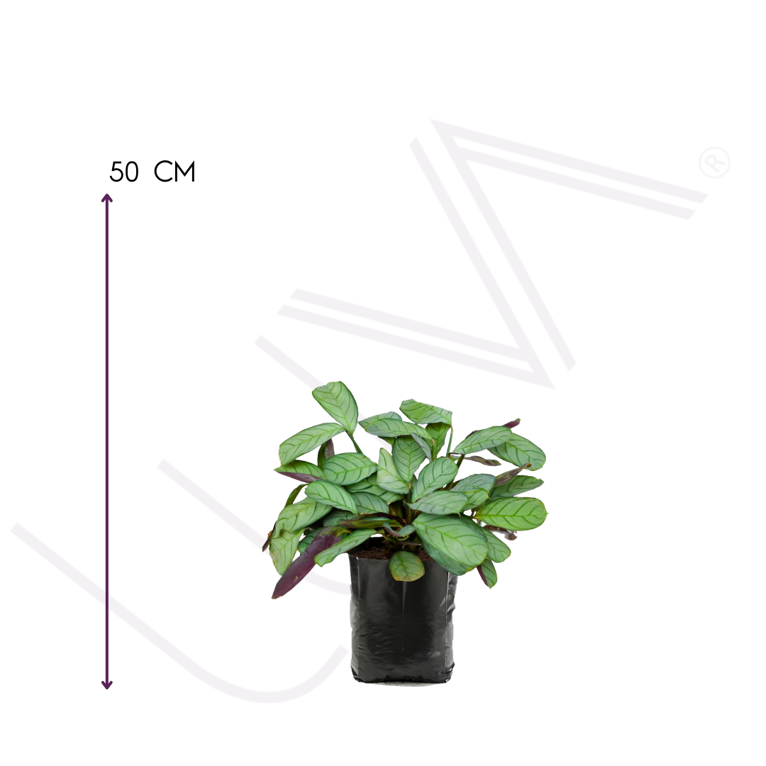 CALATHEA CTENANTHE (3)