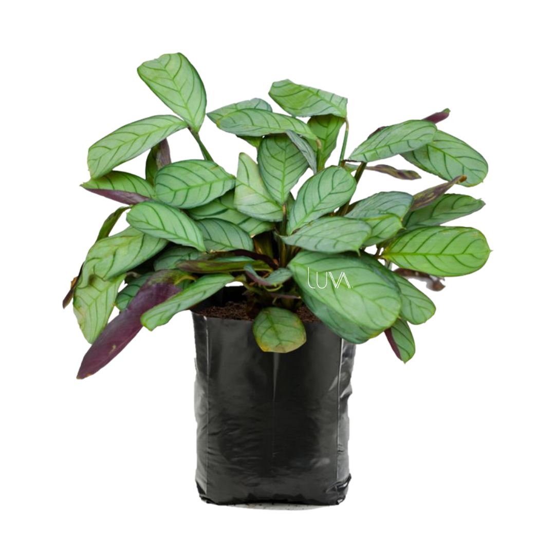 CALATHEA CTENANTHE